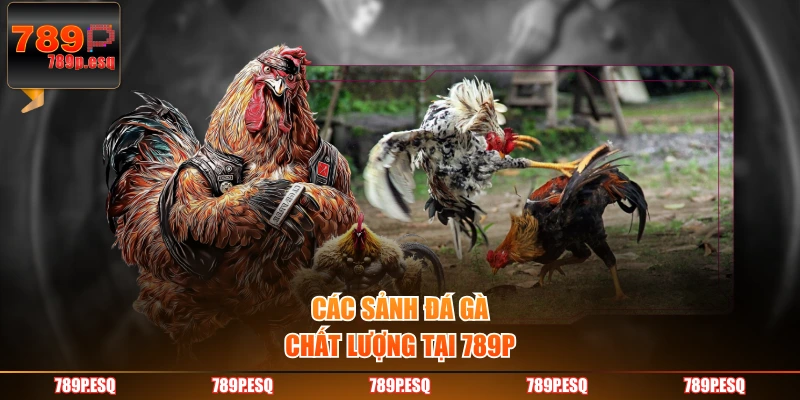 Các sảnh đá gà chất lượng tại 789P