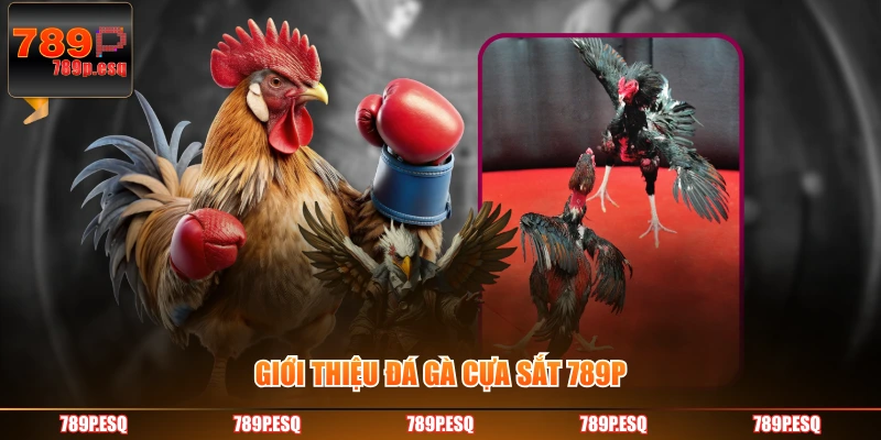 Giới thiệu đá gà cựa sắt 789P